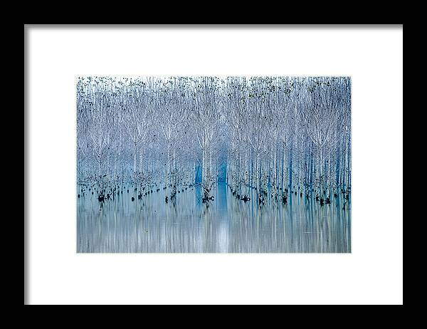 River Framed Print featuring the photograph Young Forest by Ralu Butnaru