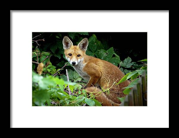 Tottenham Framed Print featuring the photograph Young Fox by Andrew John Page