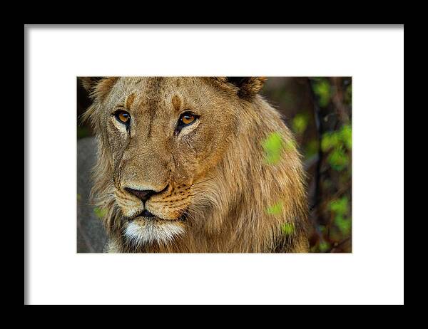 Sebastian Kennerknecht Framed Print featuring the photograph Young Male African Lion, Namibia by Sebastian Kennerknecht