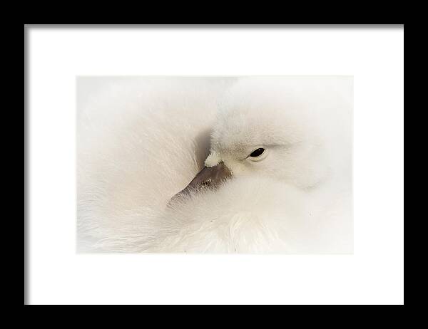 Swan Framed Print featuring the photograph Young Swan by René Vos