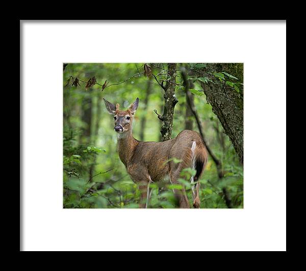 Deer Framed Print featuring the photograph Young White-tailed Deer, Odocoileus virginianus, with Velvet Antlers by William Dickman