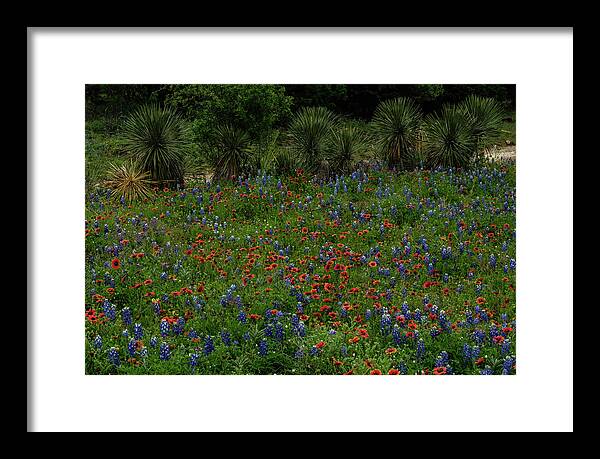 Texas Bluebonnets Framed Print featuring the photograph Yucca and Wildflowers by Johnny Boyd