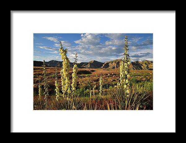 Book Cliffs Framed Print featuring the photograph Yuccas Bloom in Book Cliffs Desert by Ray Mathis