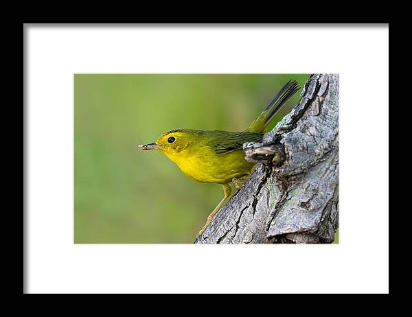 Nature Framed Print featuring the photograph Yummy Snack by Mike He