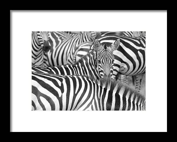 Tanzania Framed Print featuring the photograph Zebra Abstract by A World Of Natural Diversity By Paul Shaw