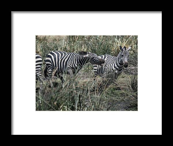 Africa Framed Print featuring the photograph Zebra aggressive by Steve Somerville