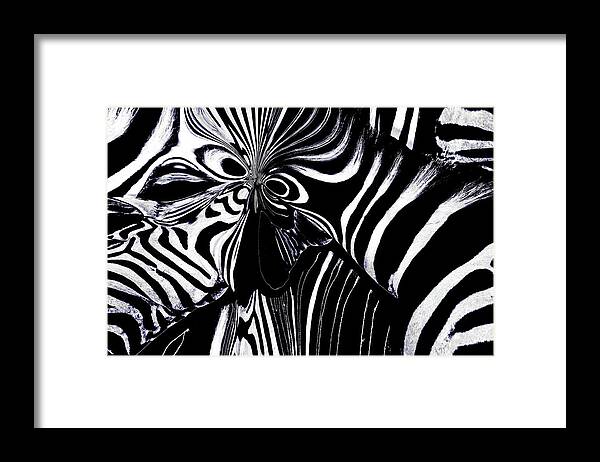 Abstract Framed Print featuring the photograph Zebra Art by Debra Kewley