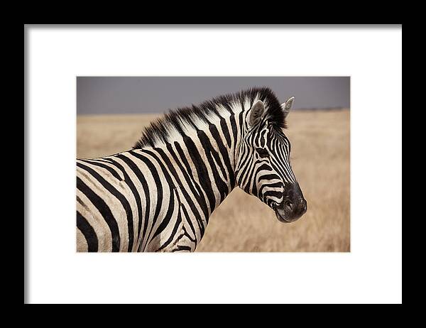 Animal Themes Framed Print featuring the photograph Zebra by Bjarte Rettedal