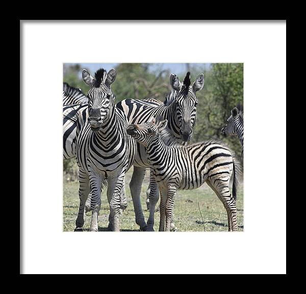 Zebra Framed Print featuring the photograph Zebra Family by Ben Foster
