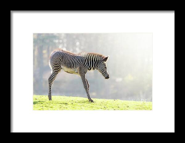 Zebra Framed Print featuring the photograph Zebra foal in morning sunlight by Jane Rix