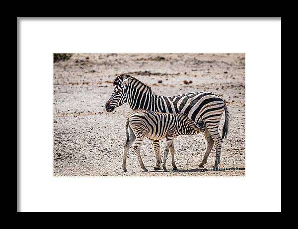 Zebra Framed Print featuring the photograph Zebra foal nursing, Namibia by Lyl Dil Creations