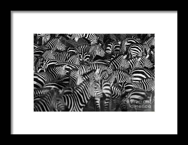 Water's Edge Framed Print featuring the photograph Zebra Herd by Wldavies