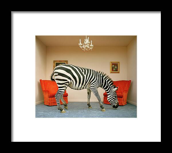 Out Of Context Framed Print featuring the photograph Zebra In Living Room Smelling Rug, Side by Matthias Clamer