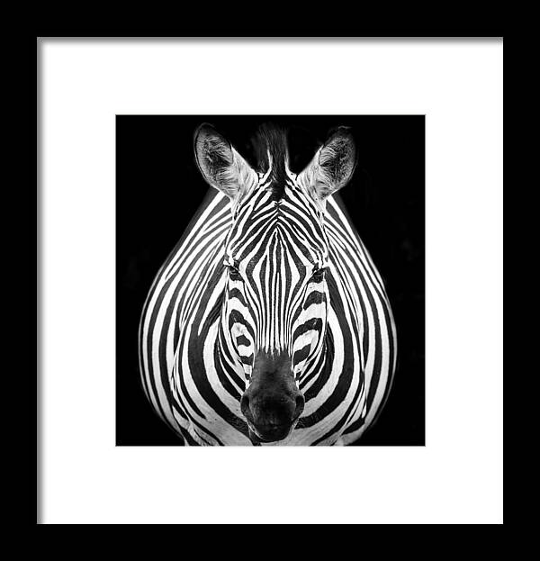 Tanzania Framed Print featuring the photograph Zebra M by Els Keurlinckx