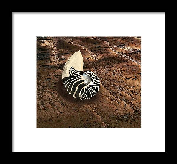 Nautilus Shell Framed Print featuring the mixed media Zebra Nautilus Shell on the Sand by Joan Stratton