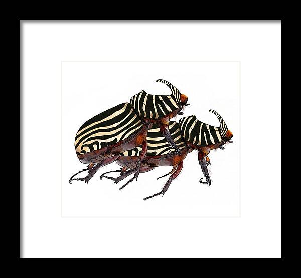 Portrait Framed Print featuring the digital art Black And White Zebra Striped Rhinoceros Beetles by Joan Stratton