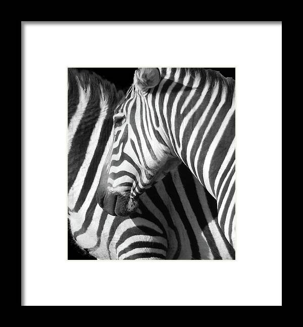 Zebra Framed Print featuring the photograph Zebra by Phil And Karen Rispin
