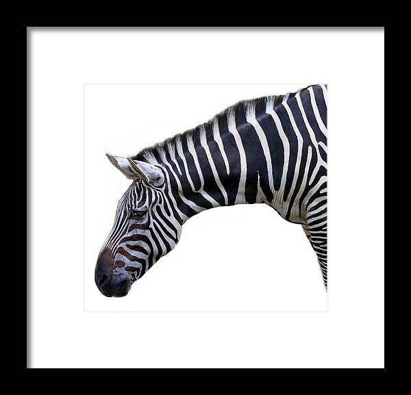 White Background Framed Print featuring the photograph Zebra by Seng Chye Teo