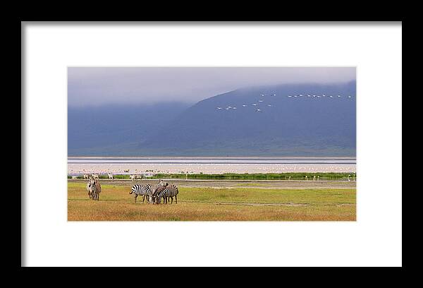 Grass Framed Print featuring the photograph Zebras And Pink Flamingos - Tanzania by Christophe Paquignon