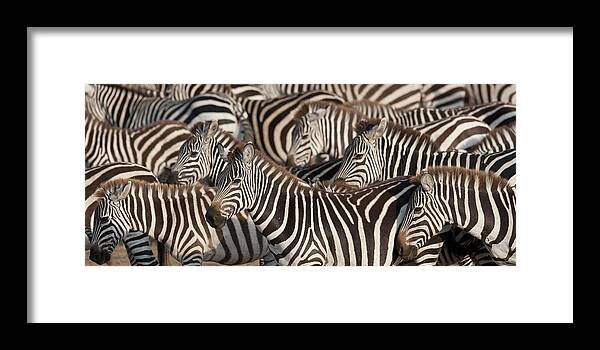 Kenya Framed Print featuring the photograph Zebras, Kenya, Africa by Design Pics / Keith Levit