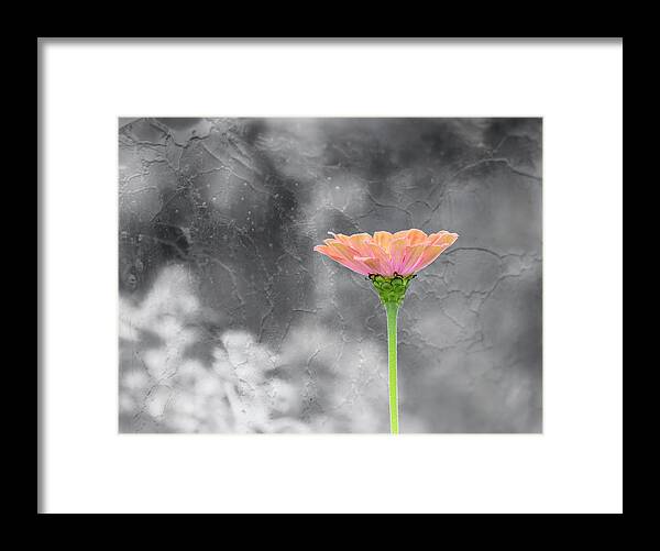 Zinnia Flower Framed Print featuring the photograph Zinnia 2018-1 by Thomas Young