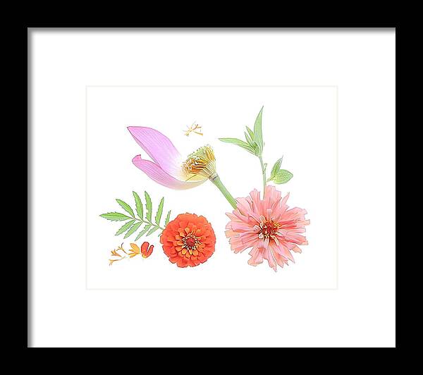 Lotus Framed Print featuring the photograph Zinnia & Lotus by Fangping Zhou