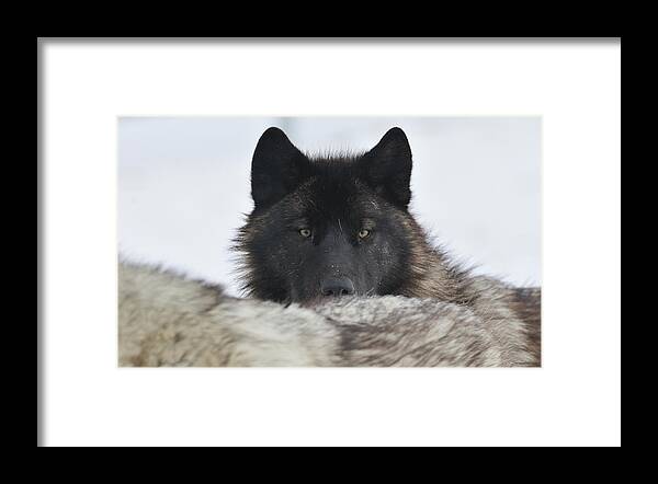 Wolf Framed Print featuring the photograph Zoo Wolf 08 by Gordon Semmens