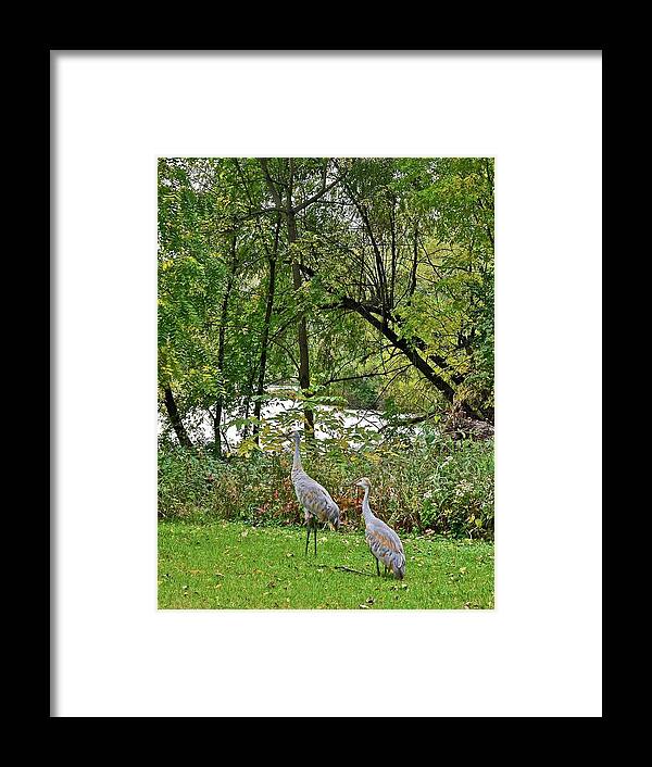 Sandhill Crane; Backyard; Birds; Framed Print featuring the photograph 2021 Fall Sandhill Cranes 8 by Janis Senungetuk