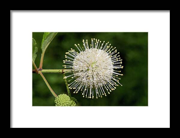 Cephalanthus Framed Print featuring the photograph Alabama Buttonbush Wildflower #1 by Kathy Clark