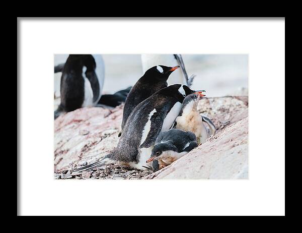 04feb20 Framed Print featuring the photograph All in the Family by Jeff at JSJ Photography