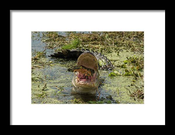 Alligator Framed Print featuring the photograph Alligator Eating Turtle #2 by Carolyn Hutchins