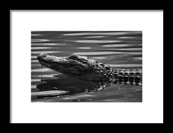 Alligator Framed Print featuring the photograph Alligator in Black and White #1 by Carolyn Hutchins