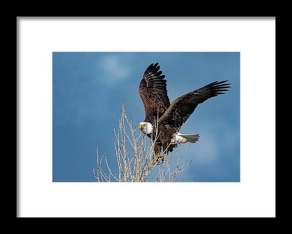 Raptor Framed Print featuring the photograph American Bald Eagle #1 by Rick Mosher
