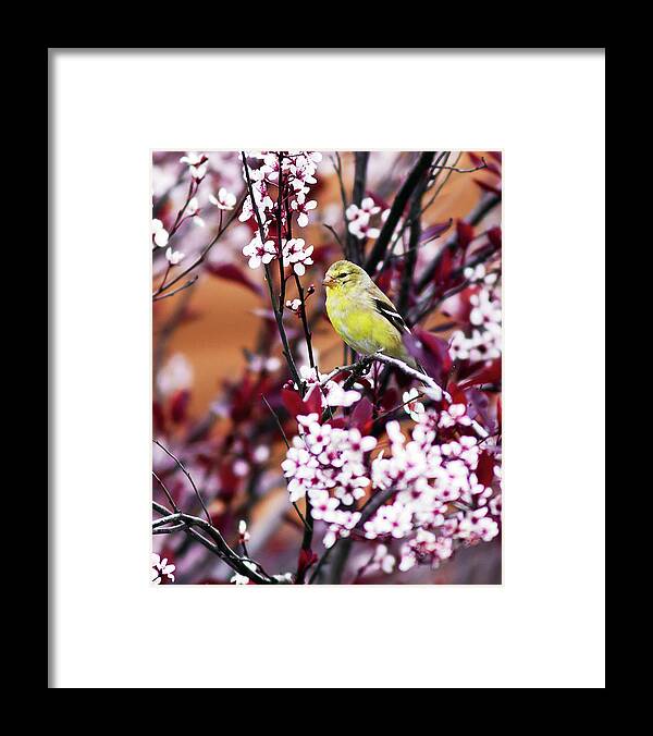 American Goldfinch Framed Print featuring the photograph American Goldfinch #1 by John Rowe