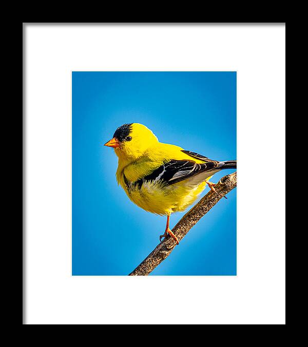 2020-05-30 Framed Print featuring the photograph American Goldfinch #2 by Phil And Karen Rispin