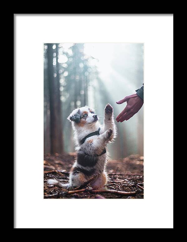 Breed Framed Print featuring the photograph Australian Shepherd puppy by Vaclav Sonnek