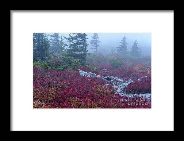 Autumn Framed Print featuring the photograph Autumn Fog in Dolly Sods #1 by Thomas R Fletcher