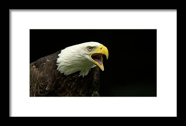 Bald Eagle Vocalizing Framed Print featuring the photograph Bald Eagle vocalizing #1 by Carolyn Hall