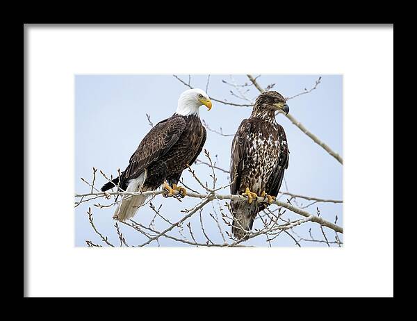Blad Eagles Framed Print featuring the photograph Bald Eagles by Wesley Aston