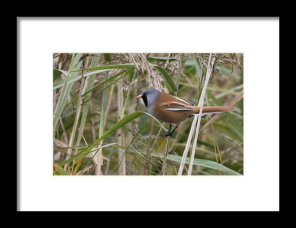 Flyladyphotographybywendycooper Framed Print featuring the photograph Bearded Reedling #1 by Wendy Cooper