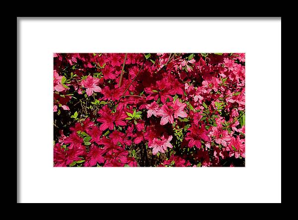 Beautiful Framed Print featuring the photograph Beautiful Blooming Azaleas #1 by Dennis Schmidt