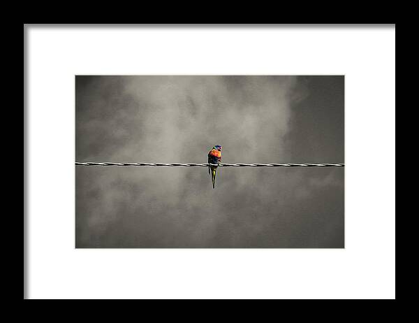 Bird Framed Print featuring the photograph Bird on the wire #1 by Leigh Henningham