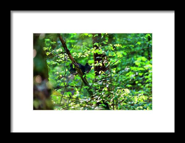 Black Bear Cubs Framed Print featuring the photograph Black bear cubs climbing in the trees playing .......paintography #1 by Dan Friend