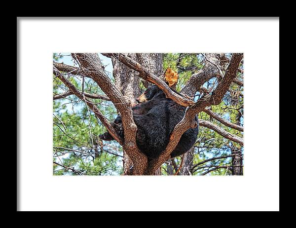 Black Bear Framed Print featuring the photograph Black Bear In A Tree #1 by Jim Vallee