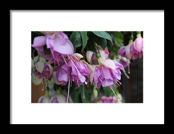 Fuchsia Framed Print featuring the photograph Blooming Fuchsia #1 by Jindra Noewi