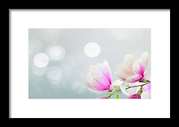 Magnolia Framed Print featuring the photograph Blossoming Pink Magnolia Flowers by Anastasy Yarmolovich