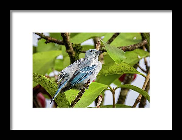 Colombia Framed Print featuring the photograph Blue Gray Tanager La Macarena Meta Colombia #1 by Adam Rainoff
