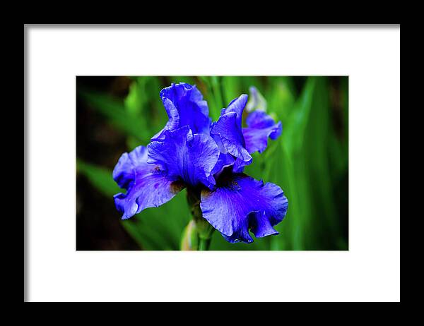 2012 Framed Print featuring the photograph Blue Iris #1 by Tikvah's Hope
