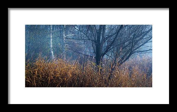 Tree Framed Print featuring the photograph Blue morning #1 by Davorin Mance
