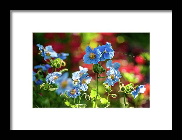 Himalayan Blue Poppies Framed Print featuring the photograph Blue Poppies #1 by Louise Tanguay